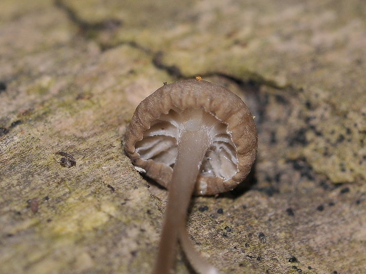 Funghetto da det. (Hemimycena/Delicatula sp.)